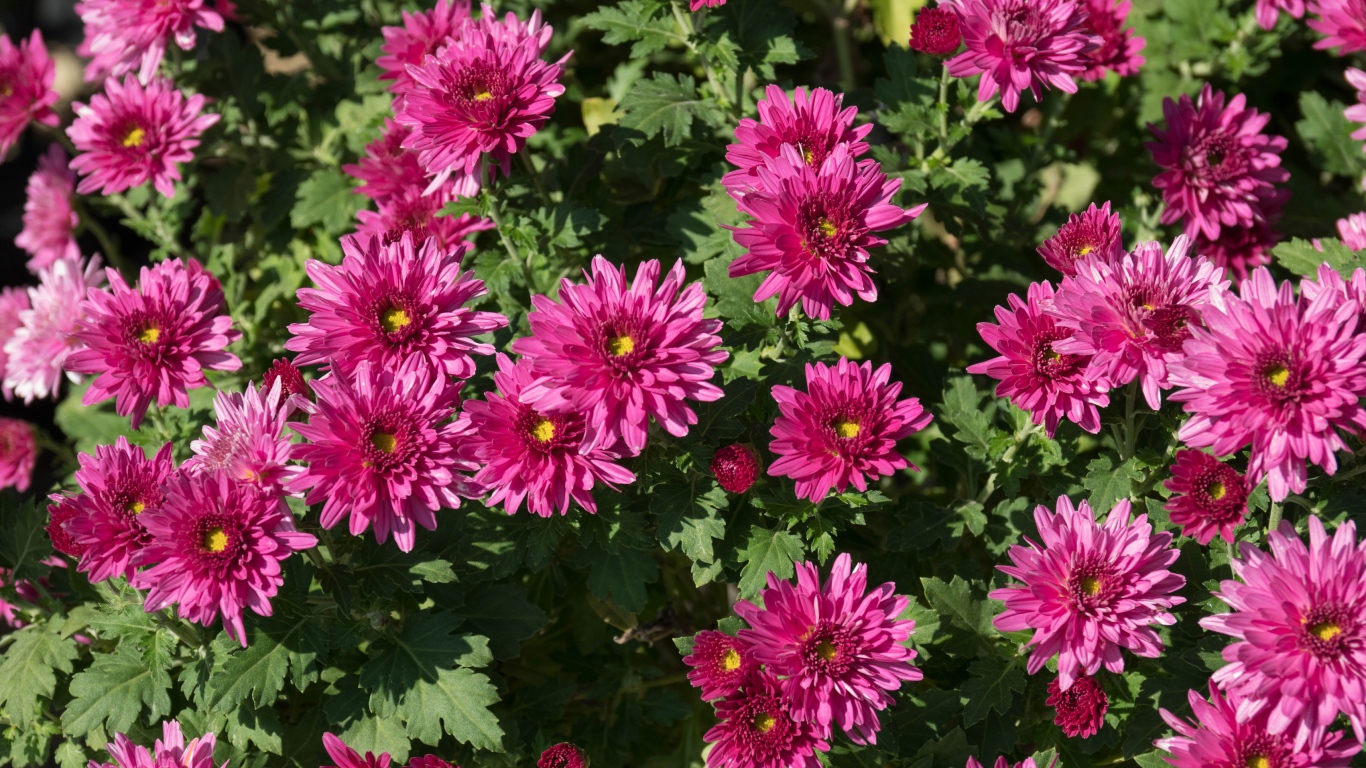 Красивые розовые хризантемы крупным планом