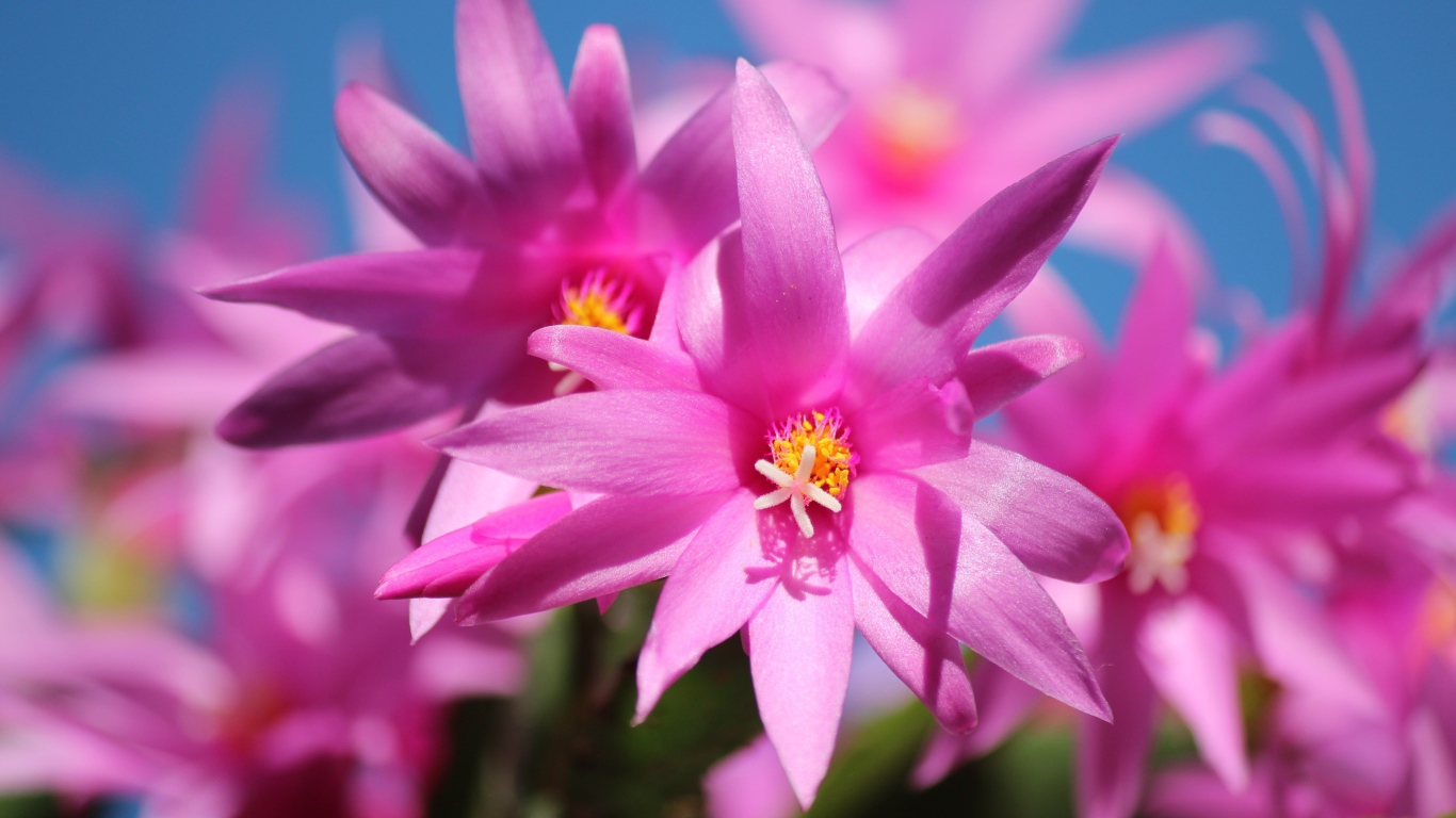 Красивые розовые цветы комнатного цветка декабрист