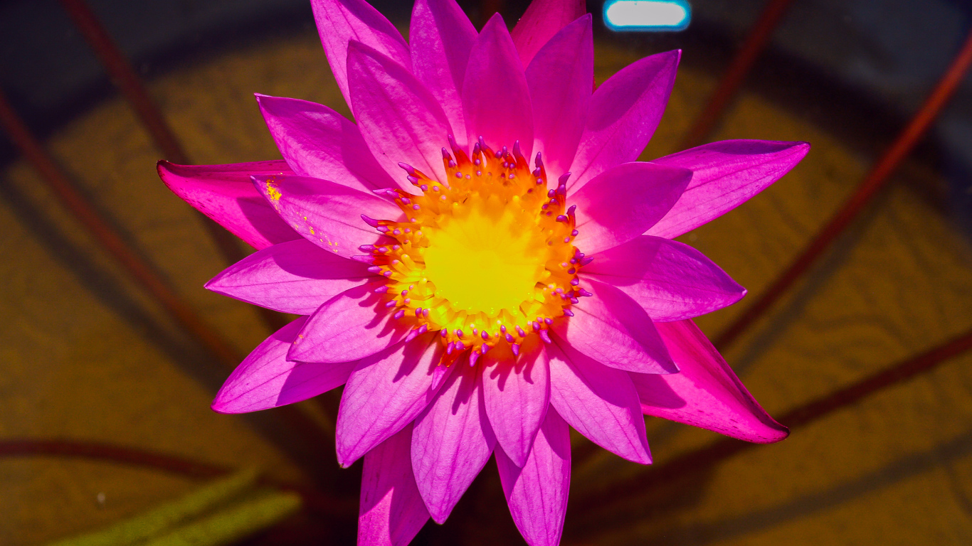 Красивый розовый цветок лотоса крупным планом