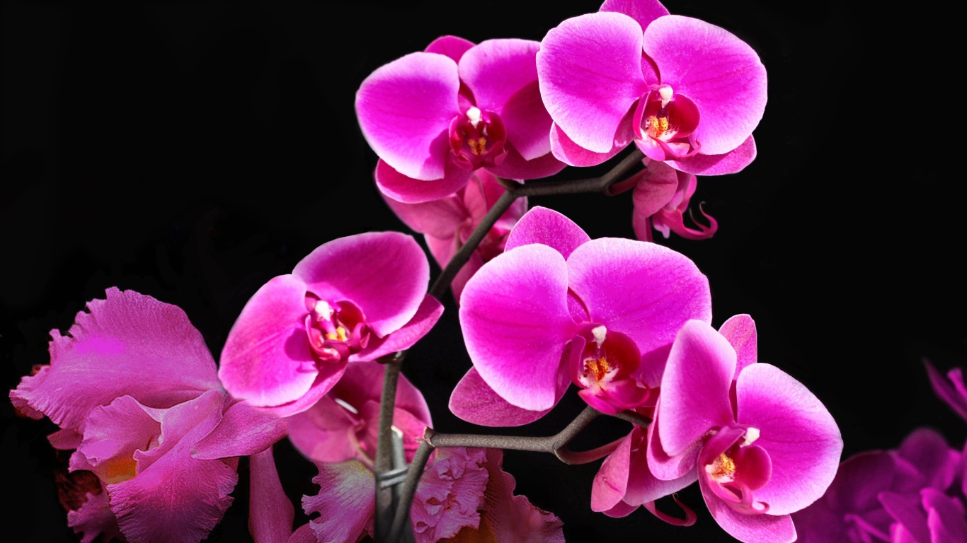 Красивые розовые цветы орхидеи на черном фоне