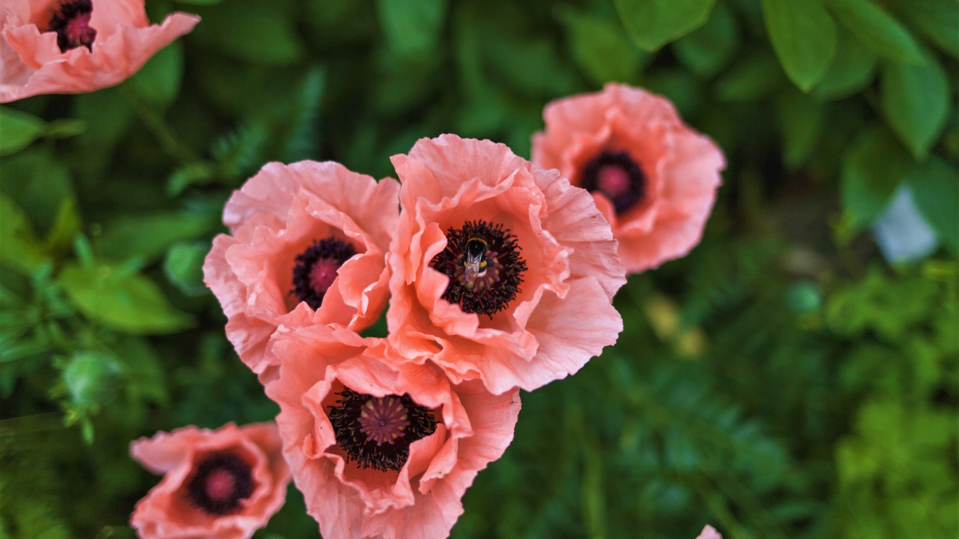 Красивые розовые маки на клумбе