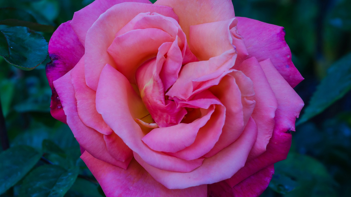 Розовая садовая красивая роза крупным планом