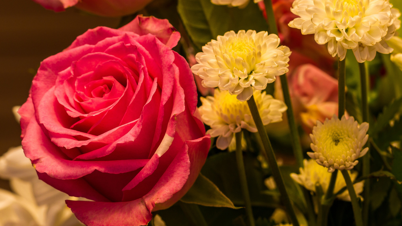 Красивая розовая роза с белыми хризантемами