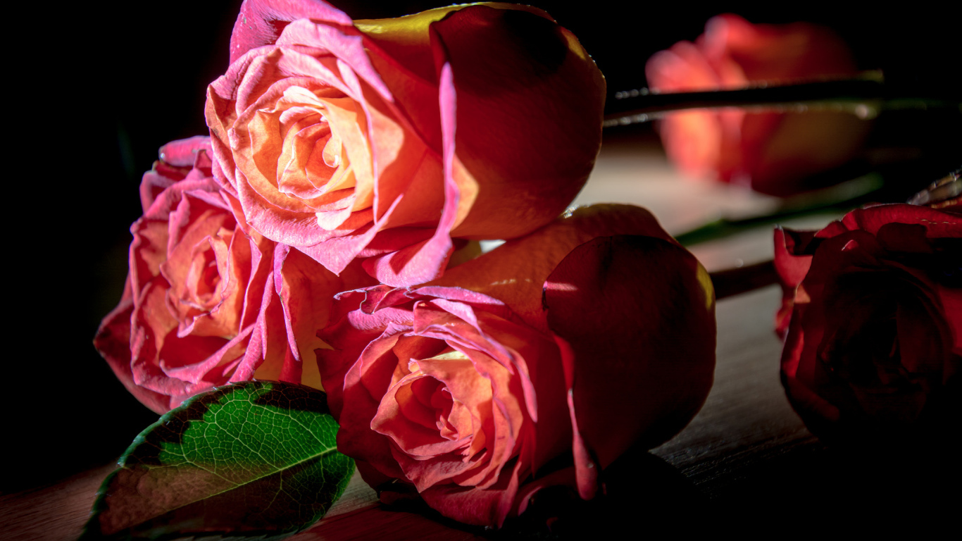Красивые розовые розы на деревянном столе