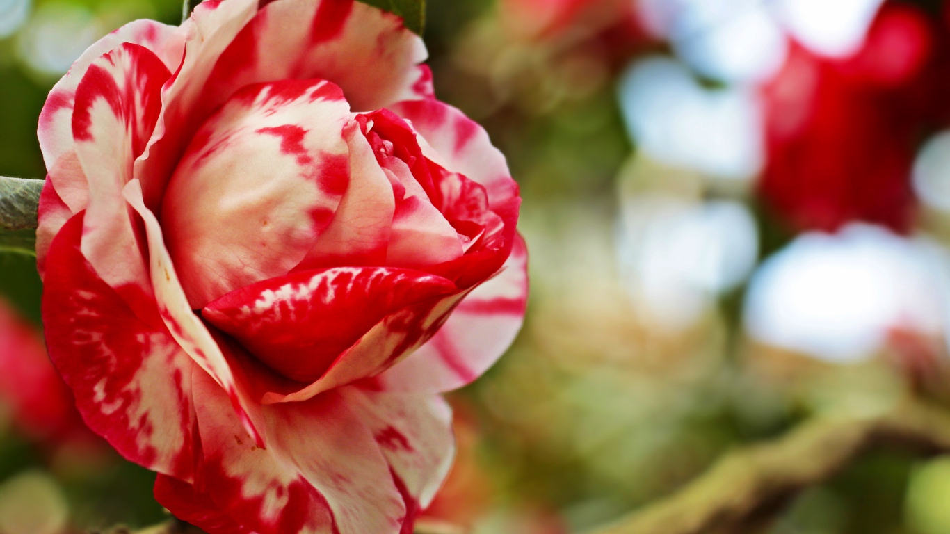 Красивый красно-белый цветок камелии