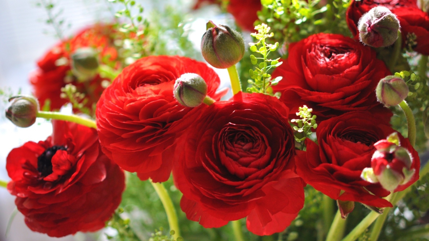 Красивые красные лютики крупным планом 