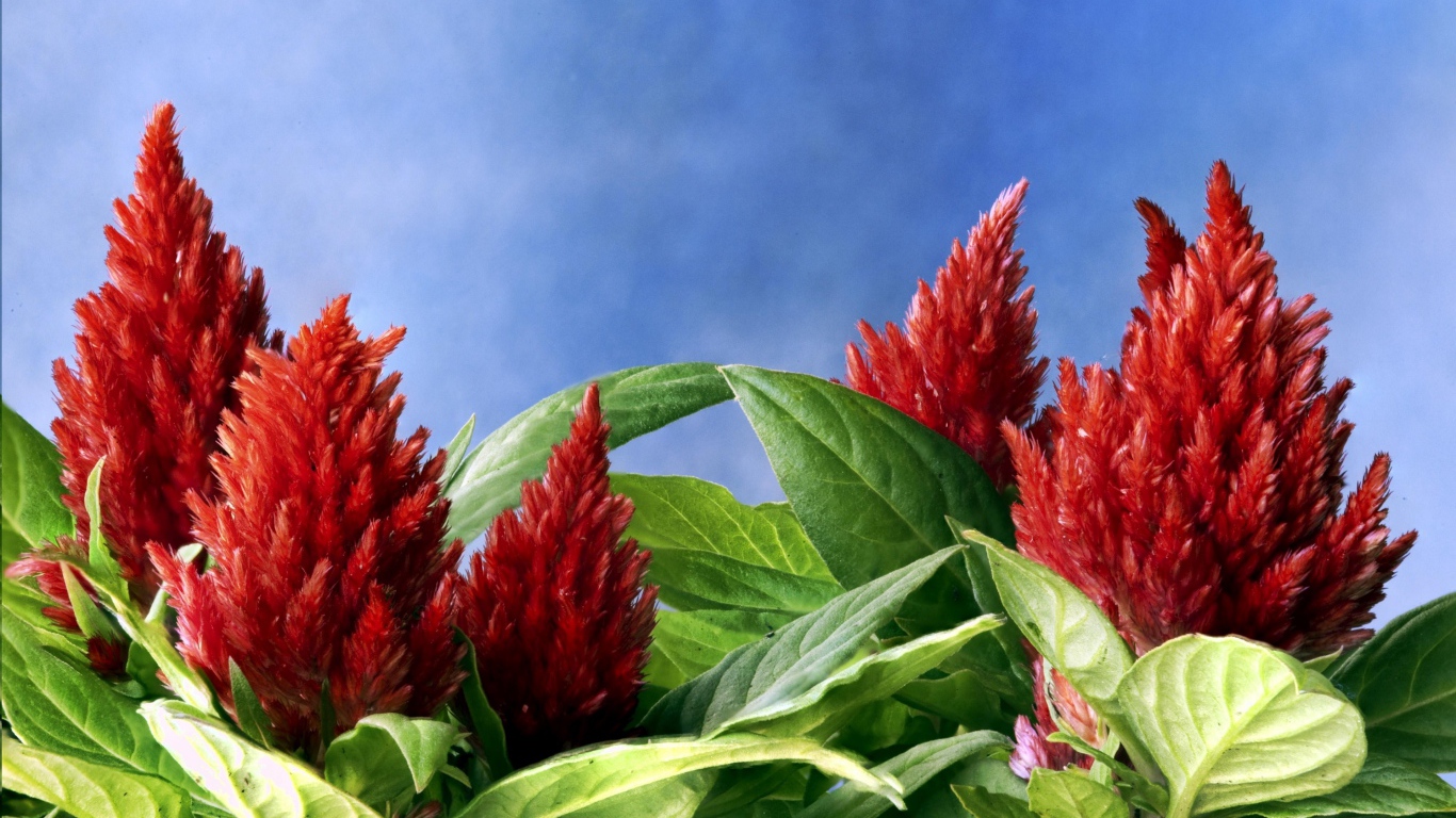 Красивые красные цветы амаранты на голубом фоне