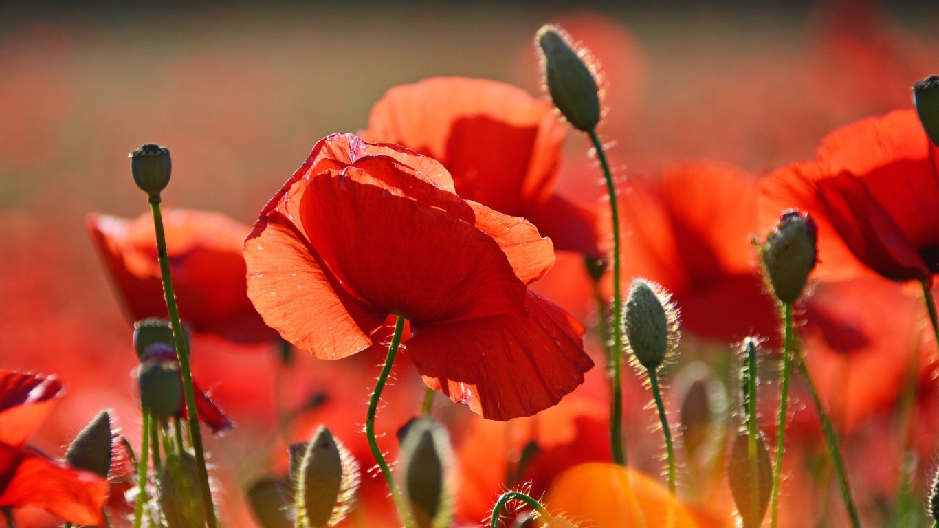 Красивый красный мак в лучах солнца