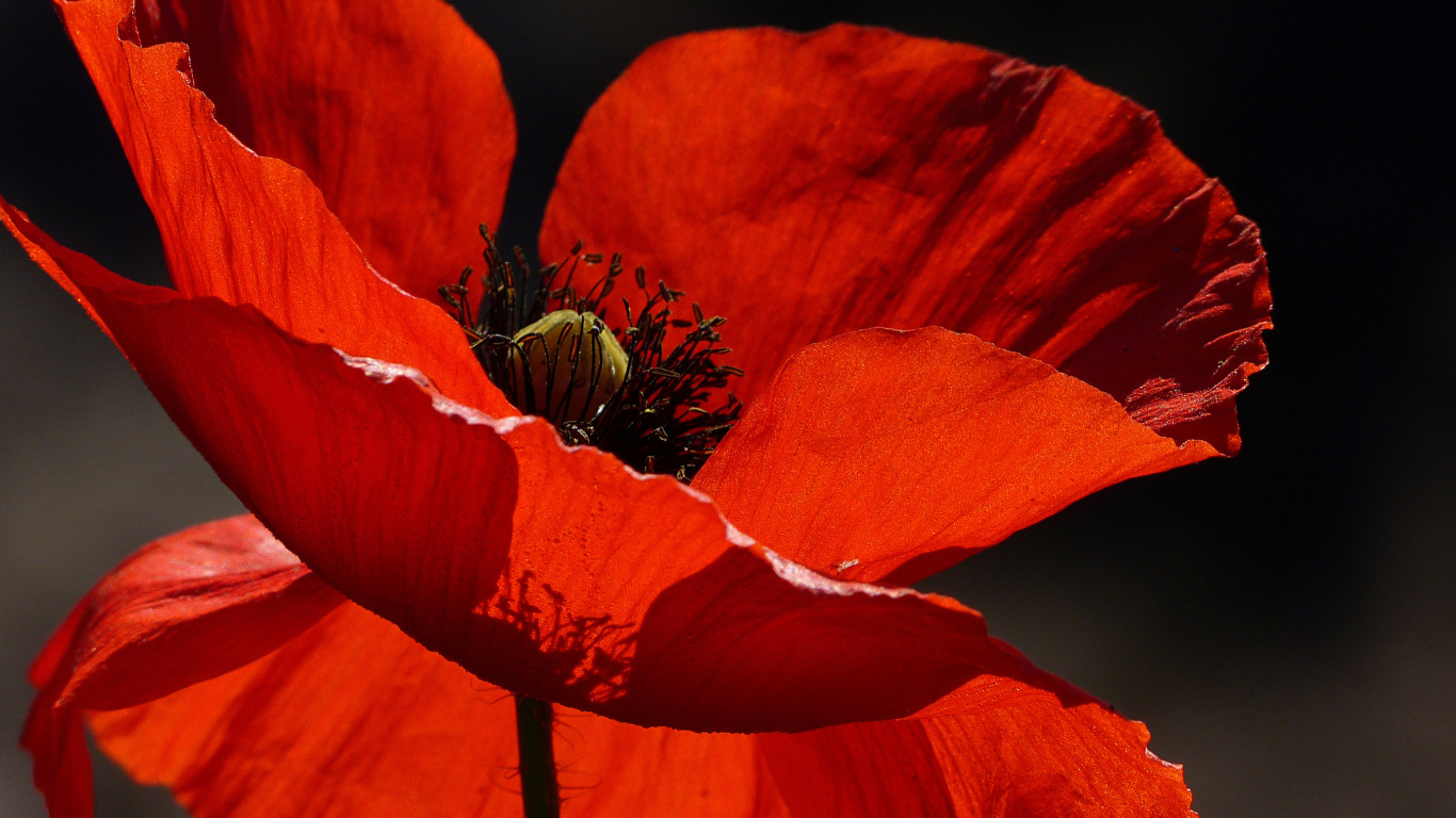Красивый красный мак в лучах солнца крупным планом