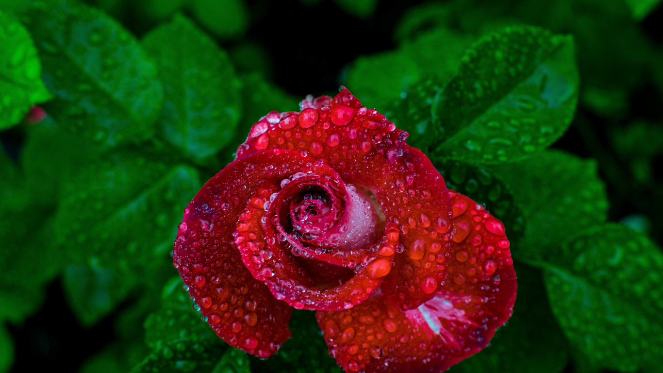 Красивая красная роза в каплях росы вид сверху 