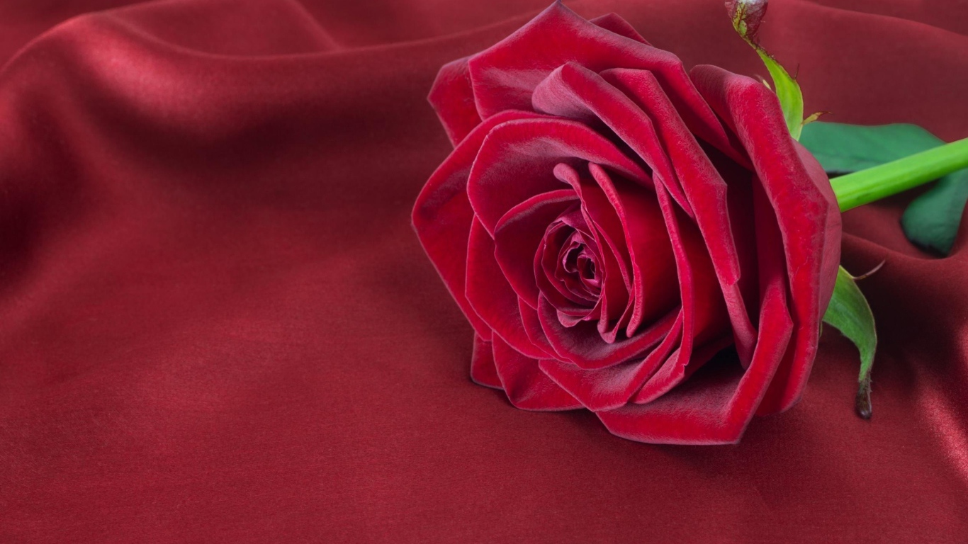 Красивая красная роза лежит на красной ткани