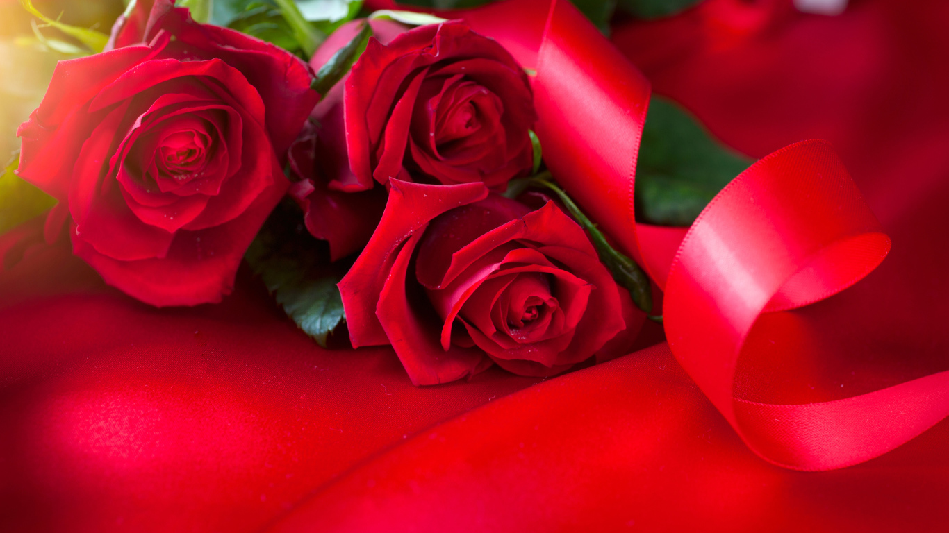 Красивые красные розы с атласной лентой на красном фоне