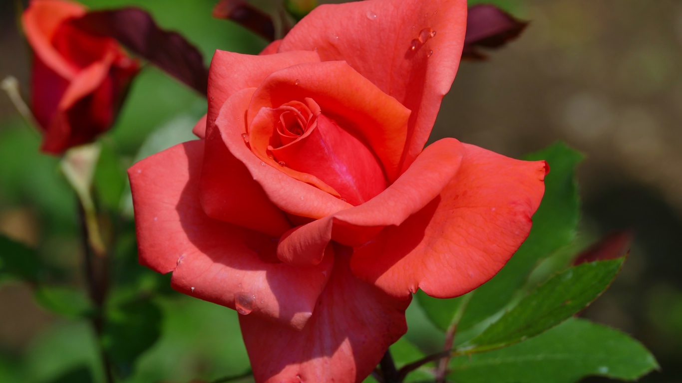 Красивый цветок розы с бутонами крупным планом