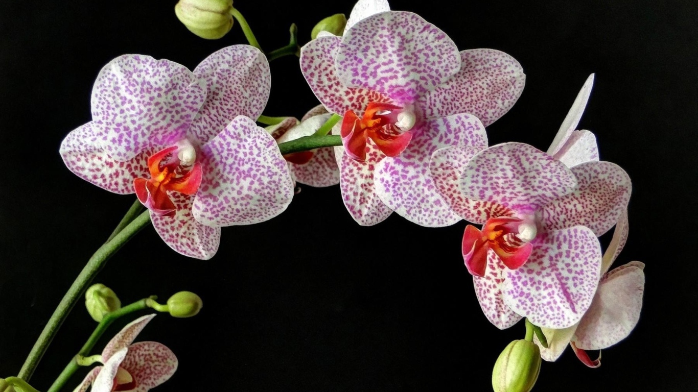 Красивые пятнистые орхидеи на черном фоне 