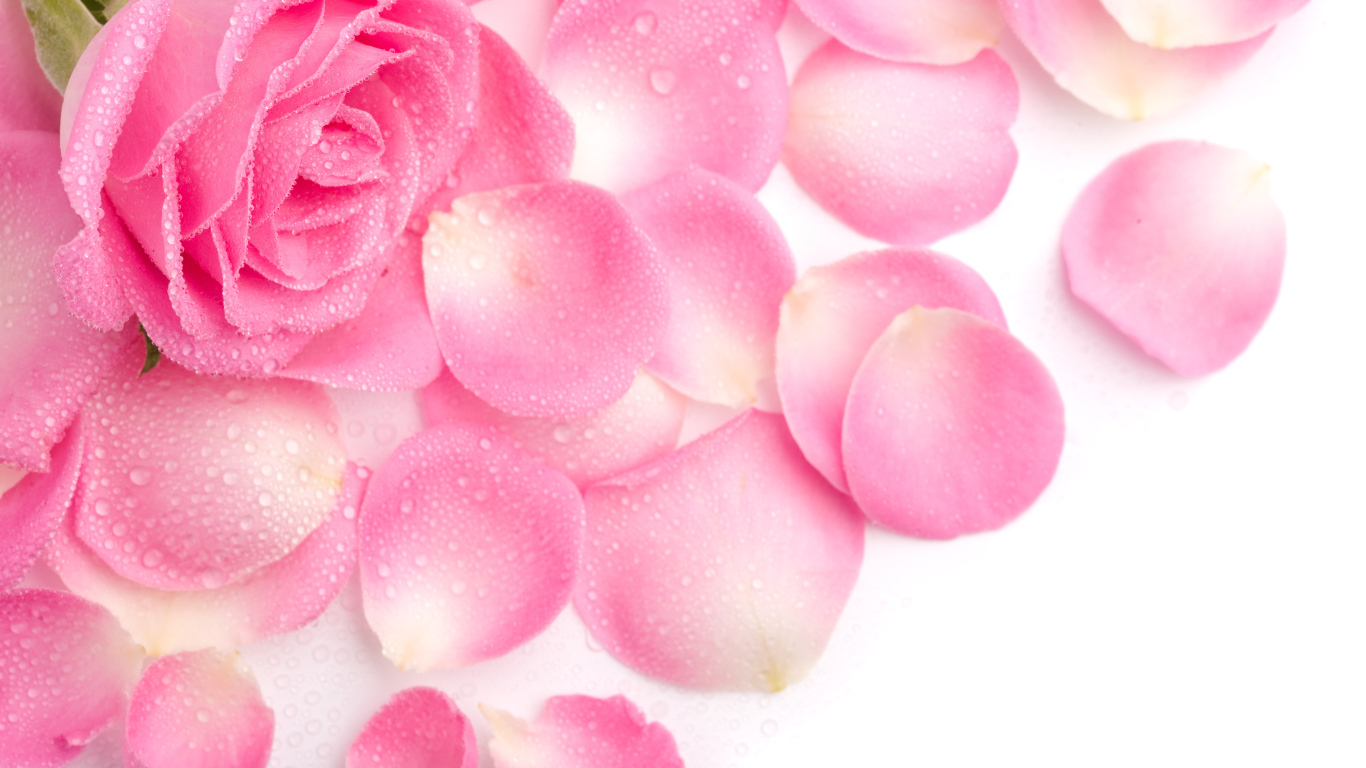 Красивая нежная розовая роза в каплях росы с лепестками на белом фоне