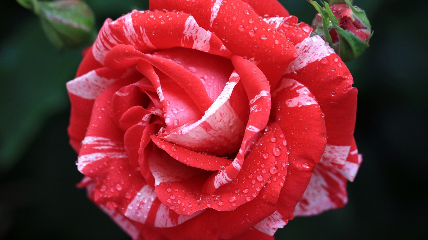 Красивая необычная роза с бутоном в каплях росы