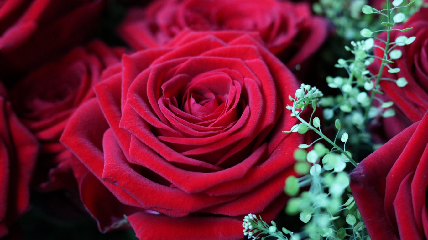 Красивые бархатные красные розы крупным планом