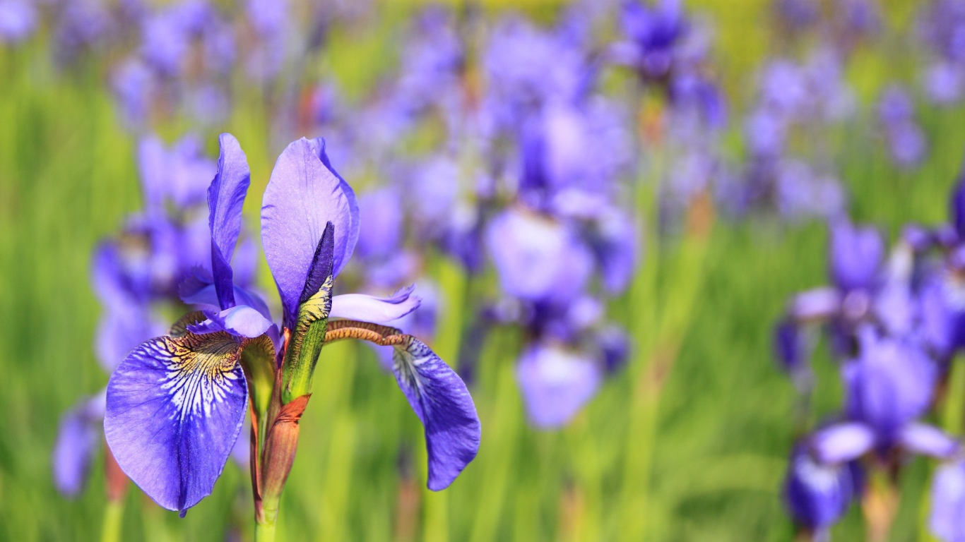 Красивый фиолетовый цветок ирис на клумбе