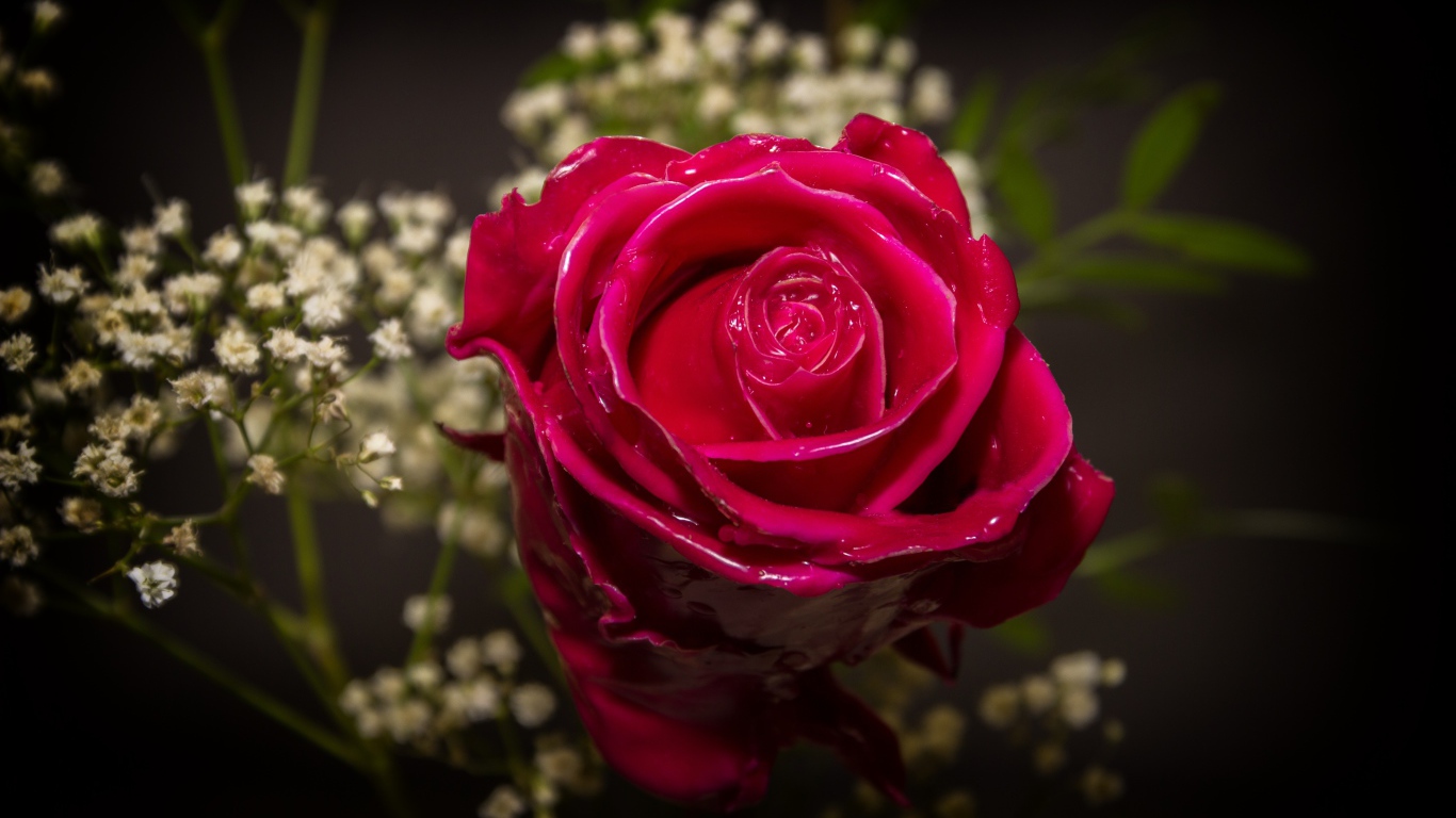 Красивая мокрая красная роза с белыми цветами