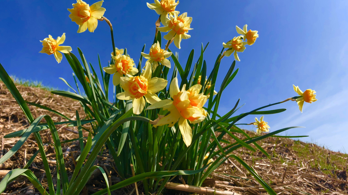 Красивые желтые нарциссы на фоне голубого неба