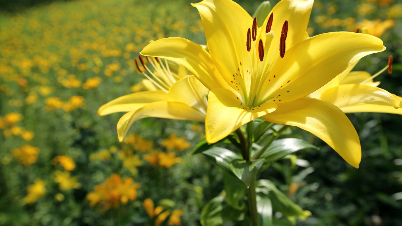 Красивая желтая лилия на клумбе в лучах солнца 