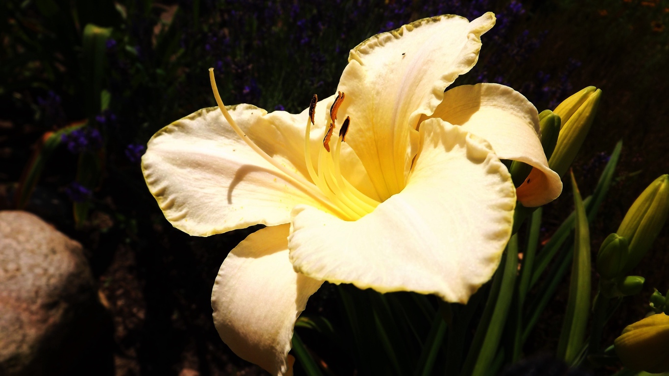 Красивая желтая лилия с бутонами крупным планом