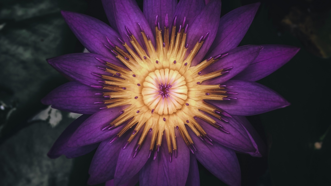 Распустившийся цветок фиолетового лотоса