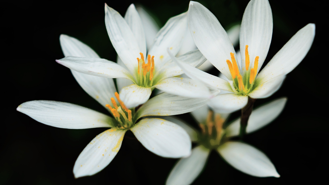 Распустившиеся белые цветы с желтой серединкой на черном фоне