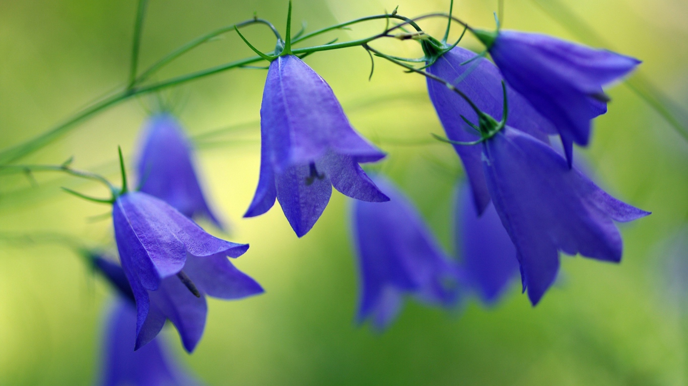 Blue beautiful bells flowers