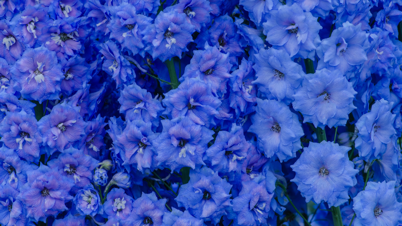 Голубые цветы левкой крупным планом