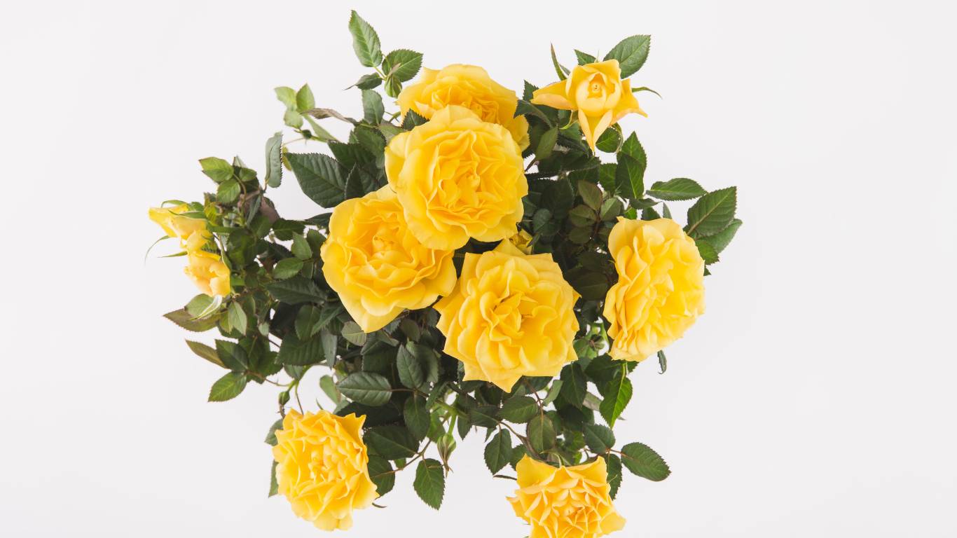 Букет оранжевых роз на белом фоне