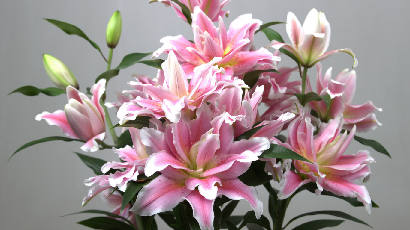 Букет розовых лилий на сером фоне