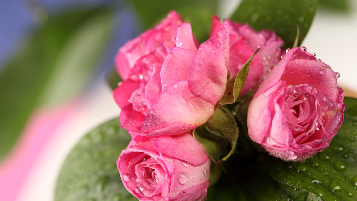 Букет розовых роз в каплях росы