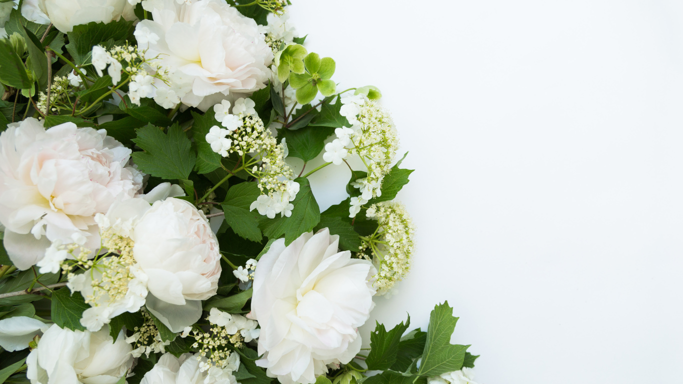 Bouquet of white peonies on a white background
