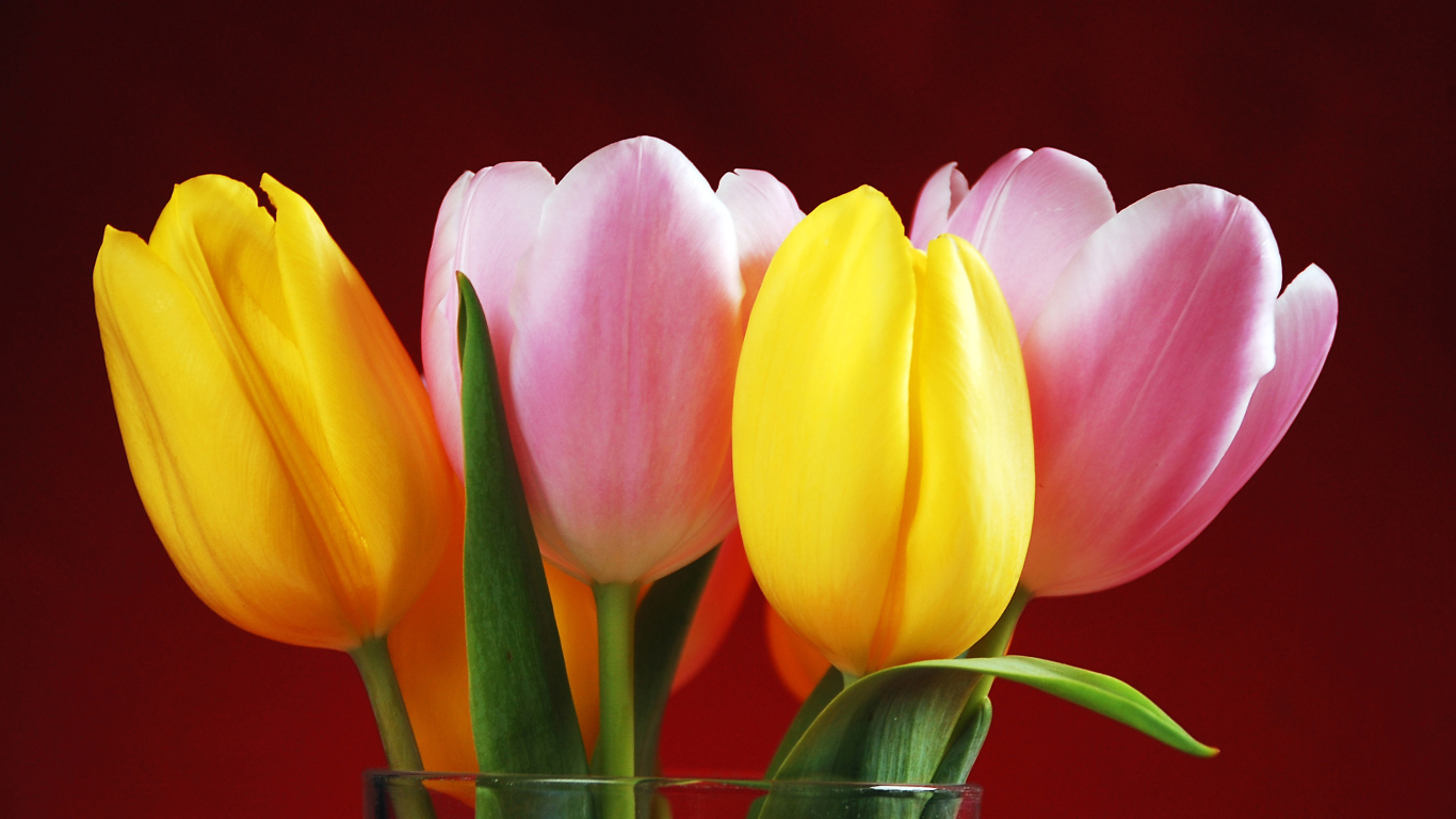 Букет желтых и розовых тюльпанов на красном фоне