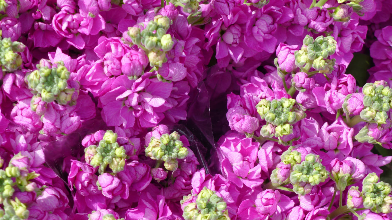 Букеты розовых цветов левкой  крупным планом