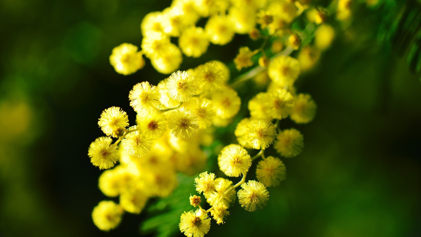 Ветка с желтыми цветами мимозы крупным планом