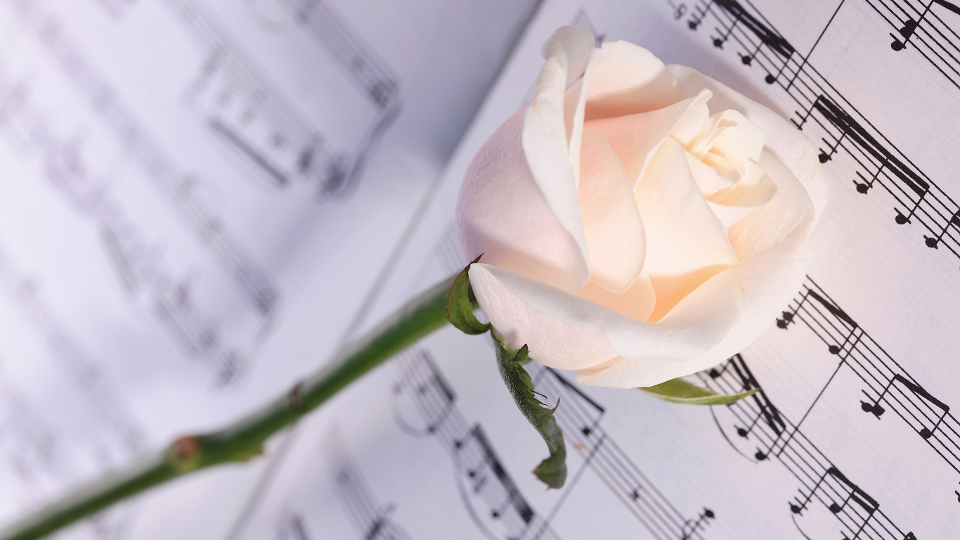 Нежная кремовая роза лежит на нотах