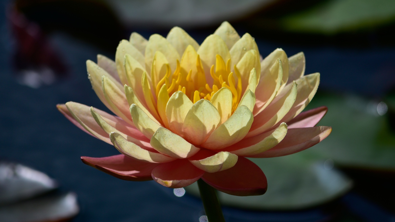 Нежный розовый цветок лотоса в лучах солнца