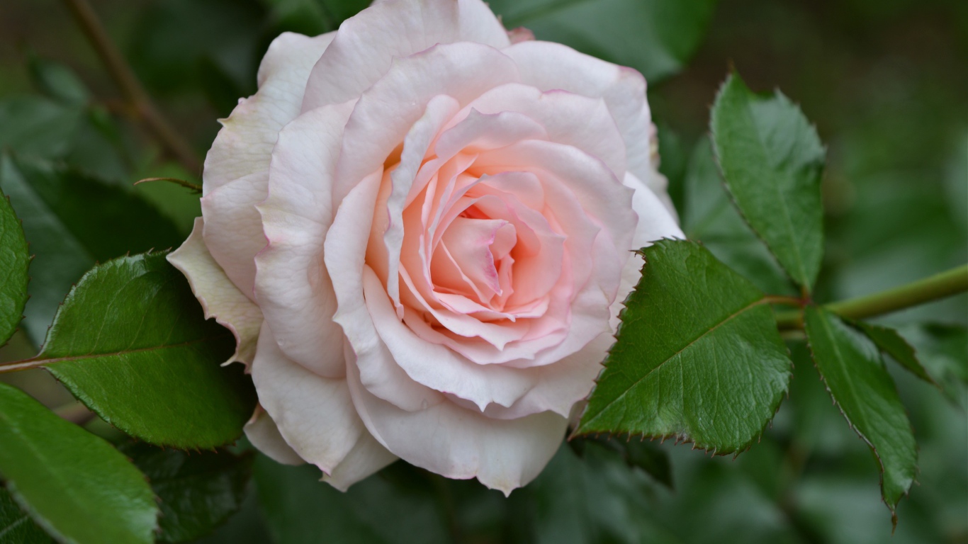 Нежная розовая роза с зелеными листьями крупным планом