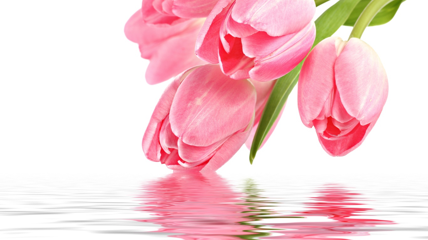 Нежные розовые тюльпаны опускаются в воду на белом фоне