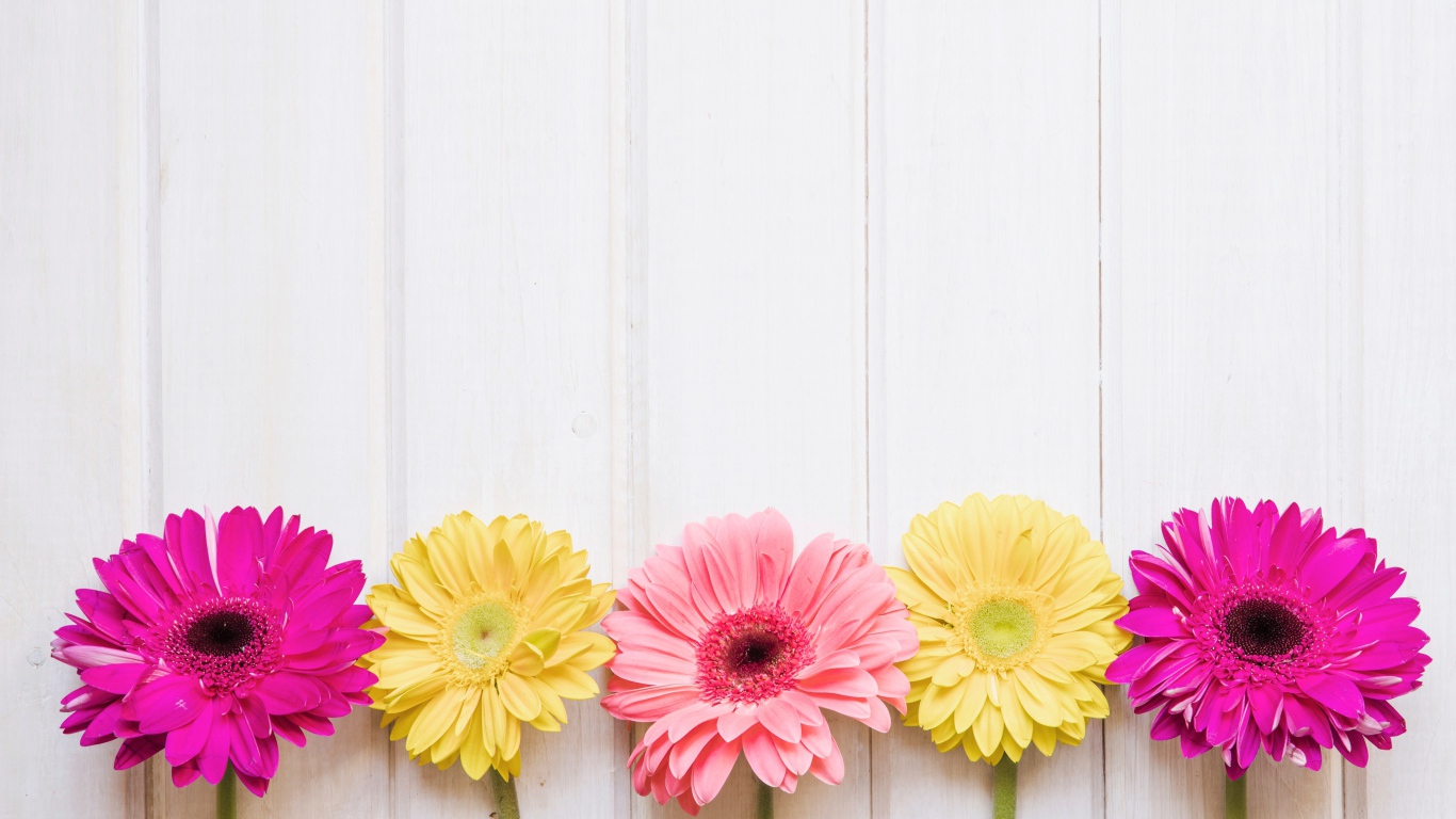 Пять разноцветных гербер на столе