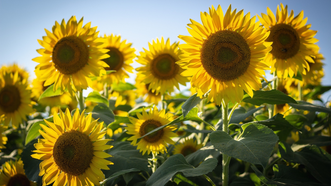 Цветущие желтые подсолнухи на фоне голубого неба