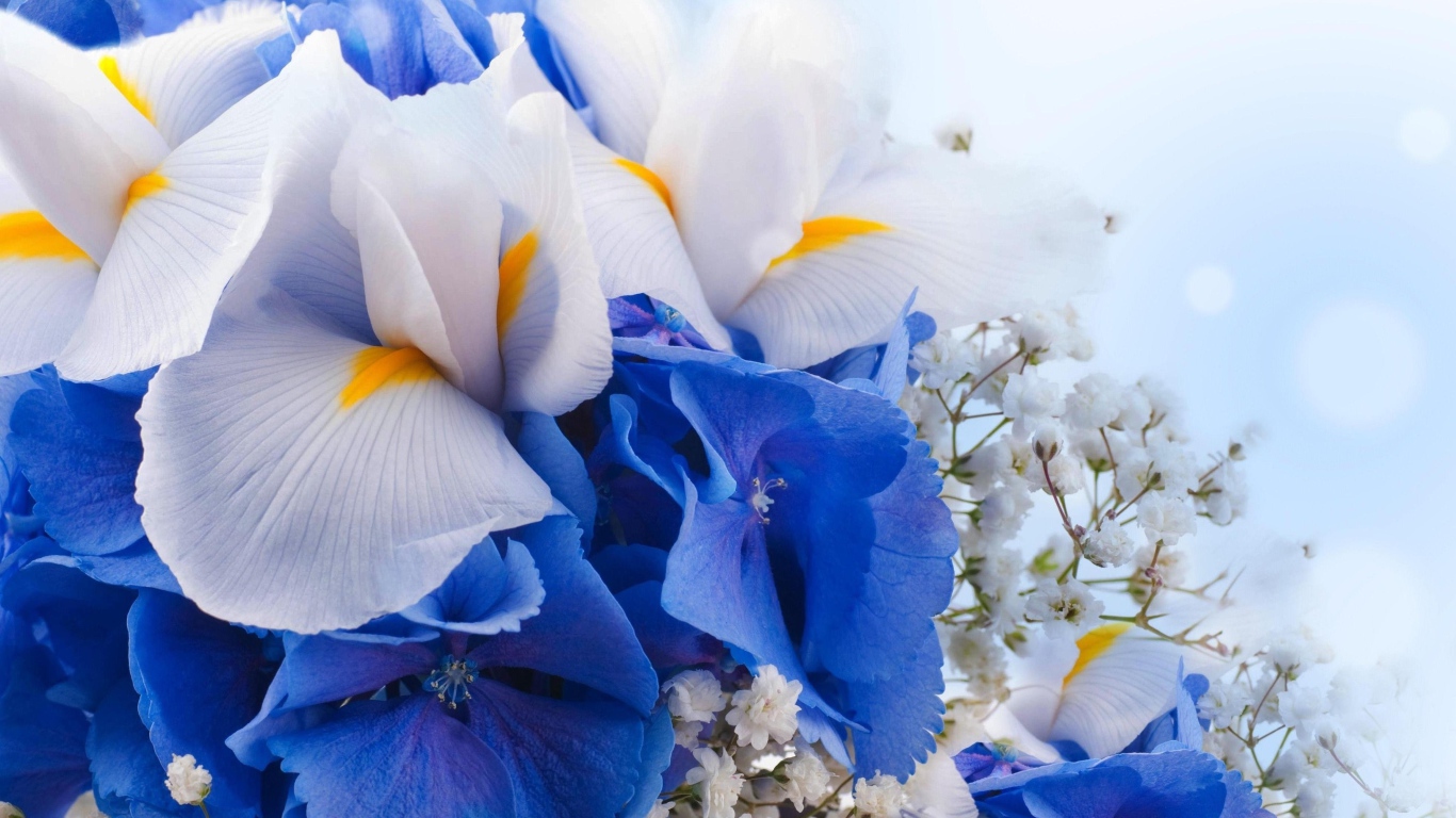 Цветы ириса, гортензии и гипсофилы крупным планом