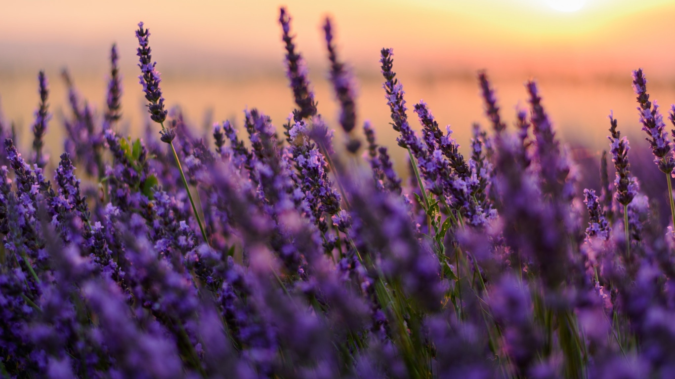 Цветы сиреневой лаванды на закате 