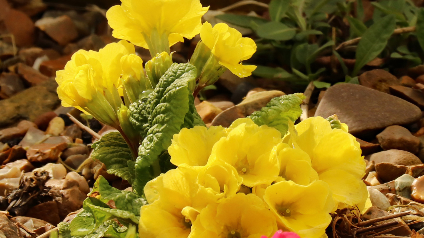 Цветы желтой примулы на камнях 