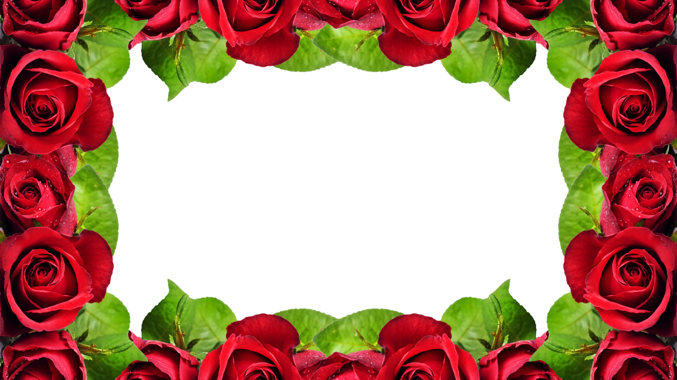 Рамка из красных роз на белом фоне