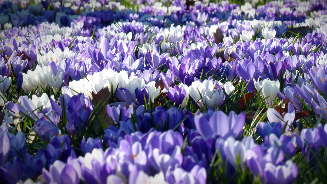 Поляна красивых разноцветных весенних крокусов