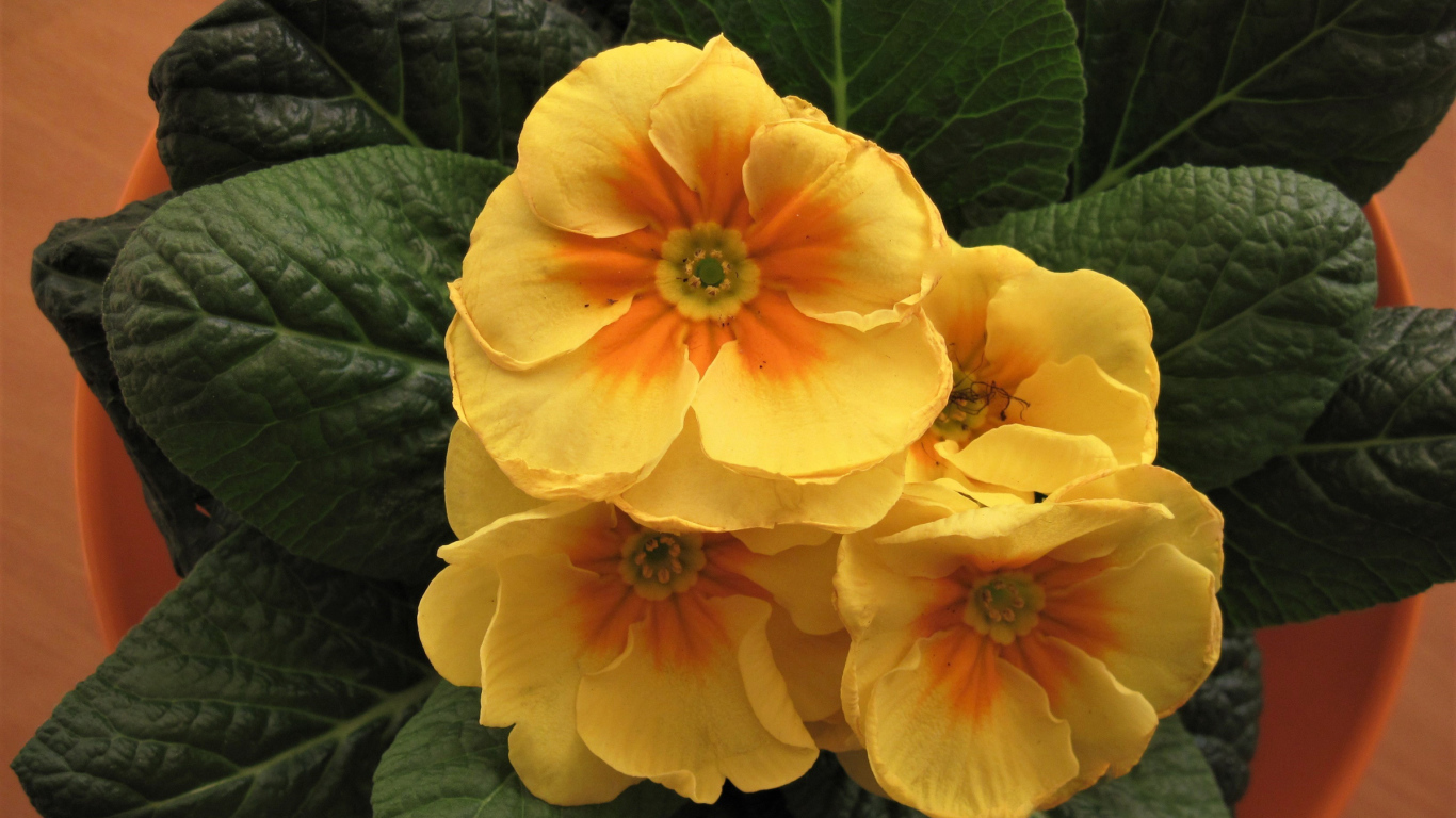 Комнатный цветок примула с желтыми цветами 