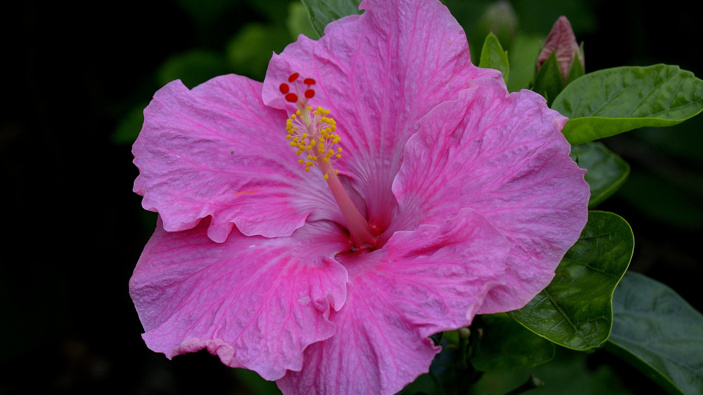 Большой красивый розовый цветок гибискуса